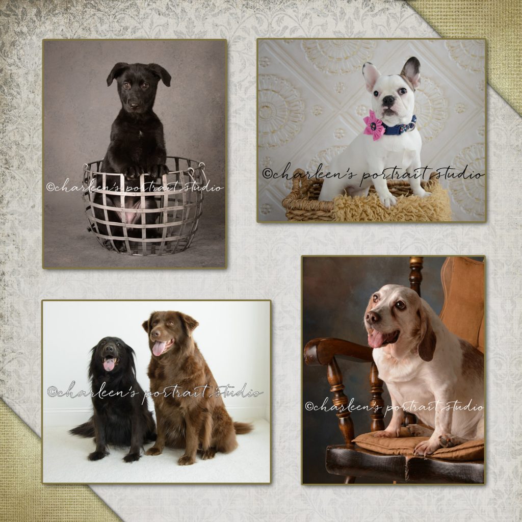 Charleen's Portrait Studio - Pet Portraits, Pet Photo Contest