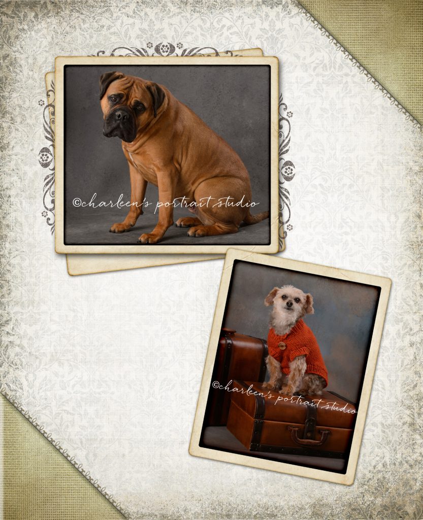 Charleen's Portrait Studio - Pet Portraits, Pet Photo Contest