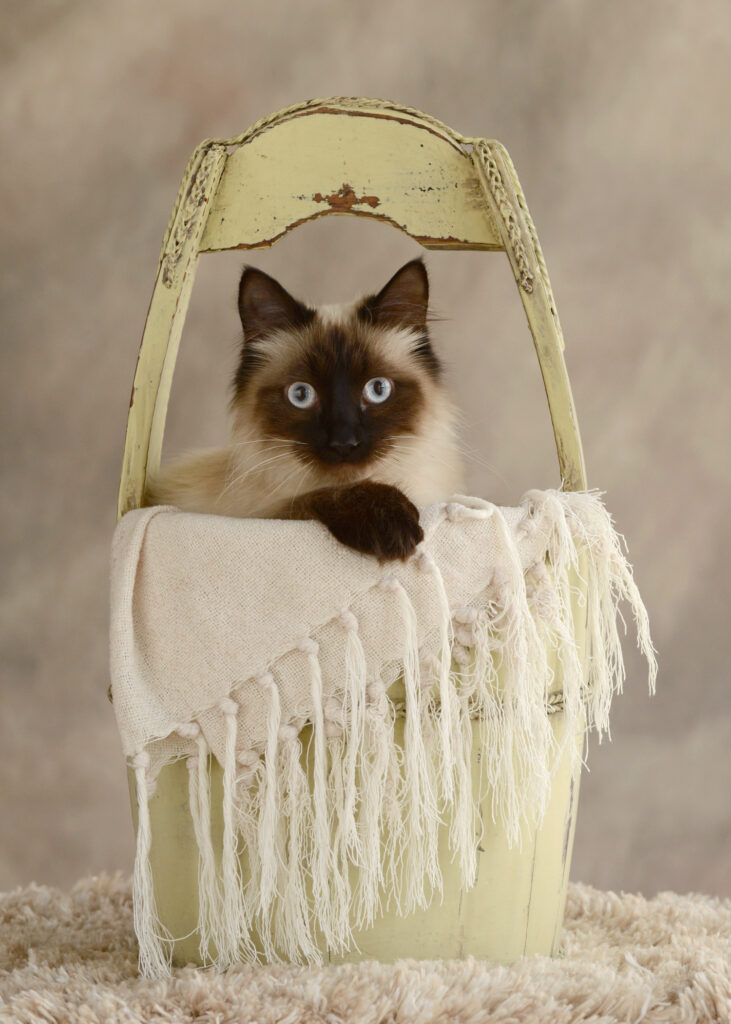 Charleen's Portrait Studio - Pet Portraits, Pet Photo Contest