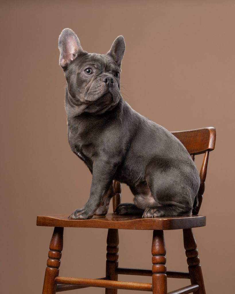 Pet Portait Photography