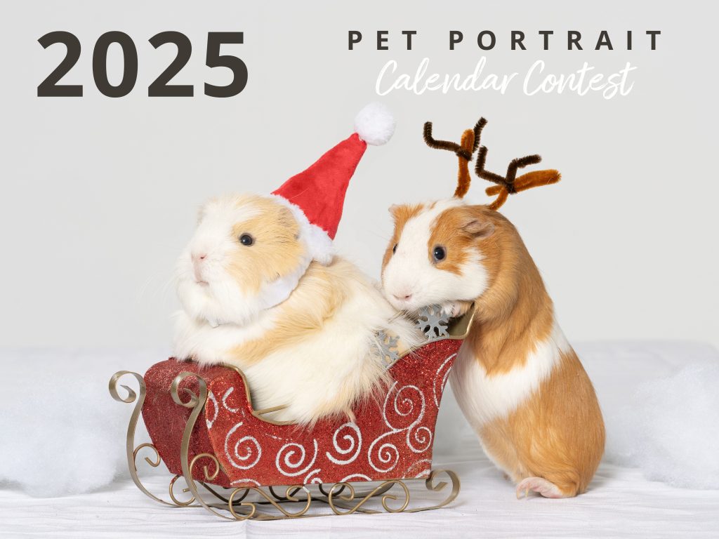 Pet Portrait Contest, Charleen's Portrait Studio, Dayville, CT